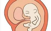 孕期第4个月宜忌