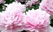 芍药花怎么养？