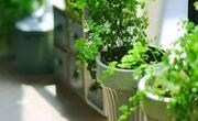 家里放几盆植物能让你少买药