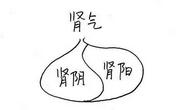 在夏季我们该如何养肾阳？