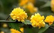 棠棣花更喜欢温暖湿润的环境