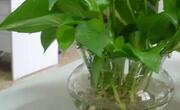 家庭养花如何实现无土栽培？