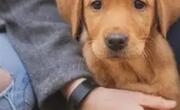养宠物的好处和坏处在你养之前都要先了解一下