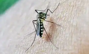 出汗多真的会吸引蚊子吗？