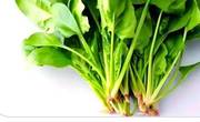 菠菜有什么营养价值？常吃有什么好处？